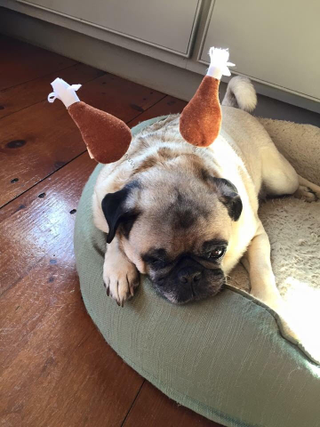Good boy
